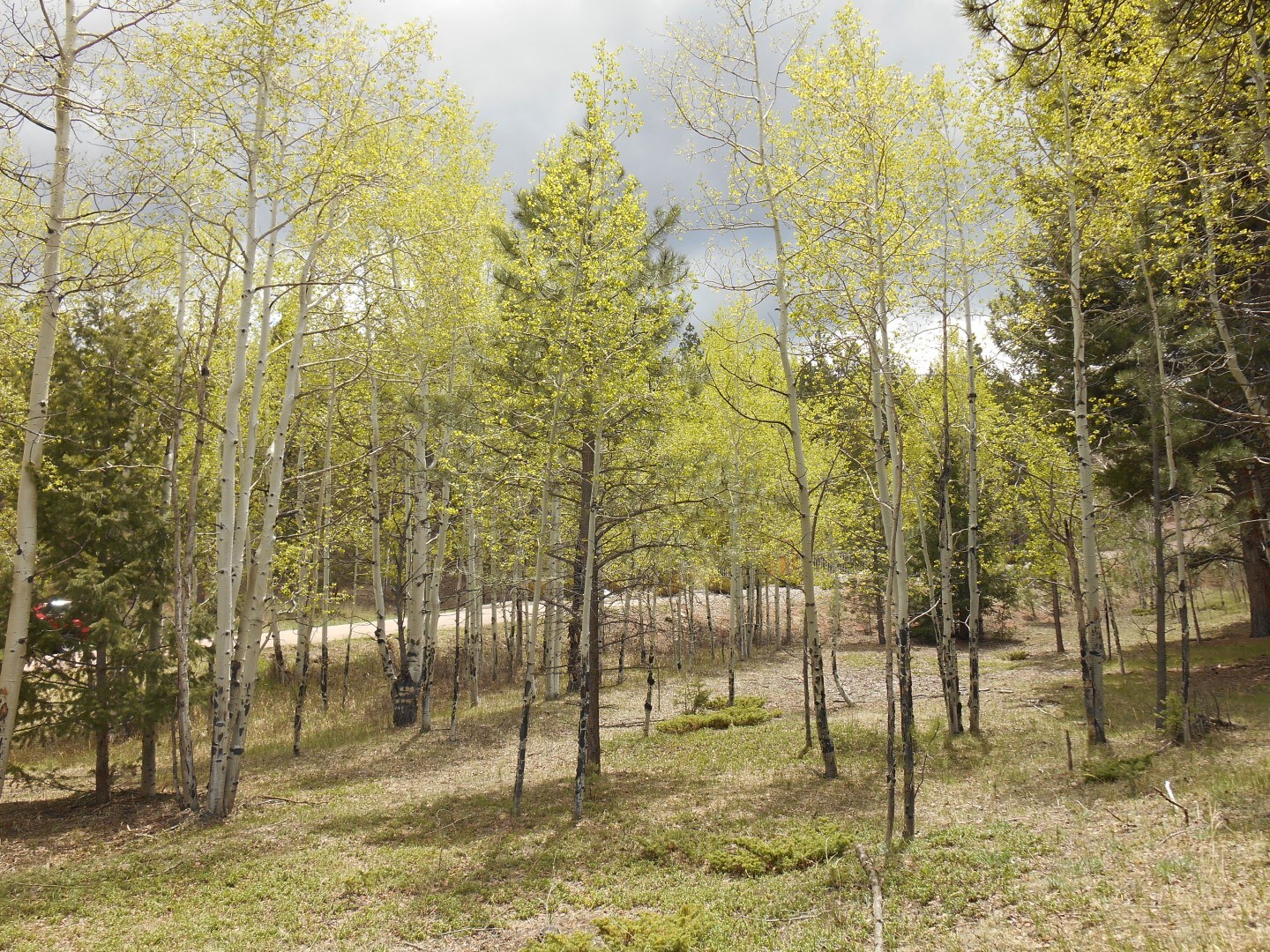 TBD Evergreen Heights, Woodland Park, CO for sale Primary Photo- Image 1 of 1