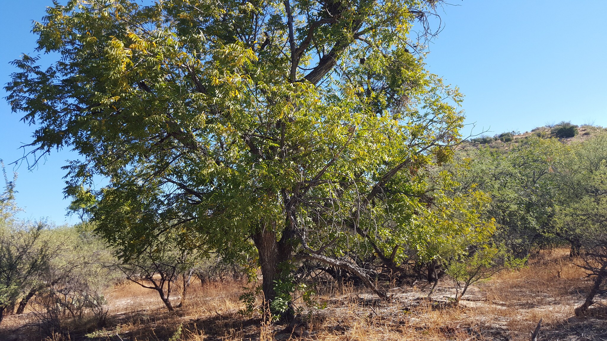 E Gaspar, Saddlebrooke, AZ 85739