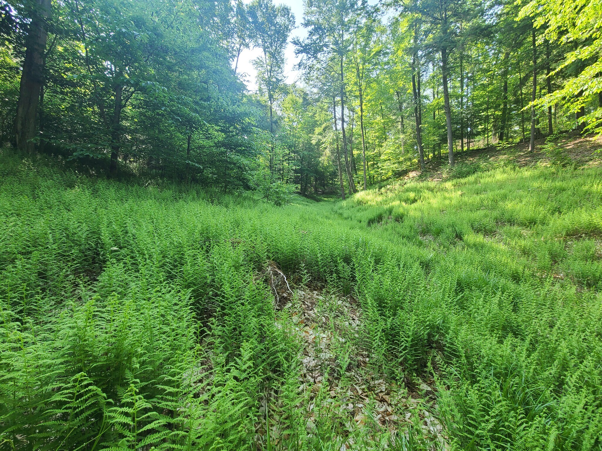 0 NYS 69, Taberg, NY for sale Primary Photo- Image 1 of 1