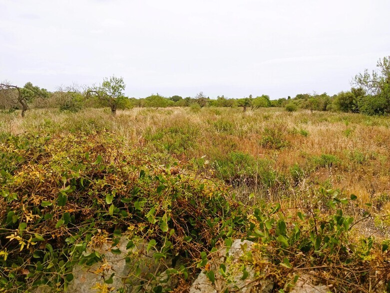 Land in Manacor, Islas Baleares for sale - Building Photo - Image 2 of 2