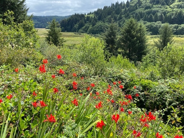 TL 203 Beaver Creek, Seal Rock, OR for sale - Other - Image 2 of 12