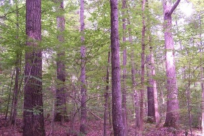 3856 Red Mountain Rd, Rougemont, NC for sale Primary Photo- Image 1 of 1
