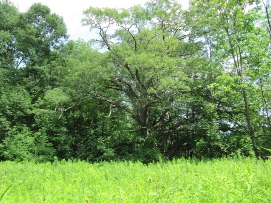 County Route 37, Guilford, NY for sale Primary Photo- Image 1 of 1