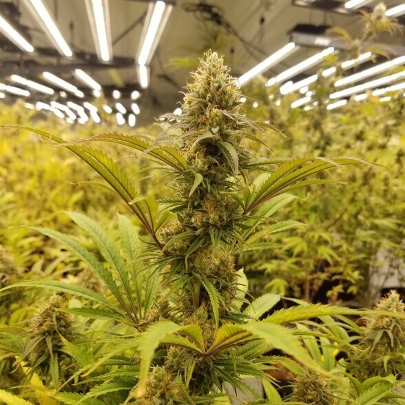 770883 S 3400 Rd, Tryon, OK 74875