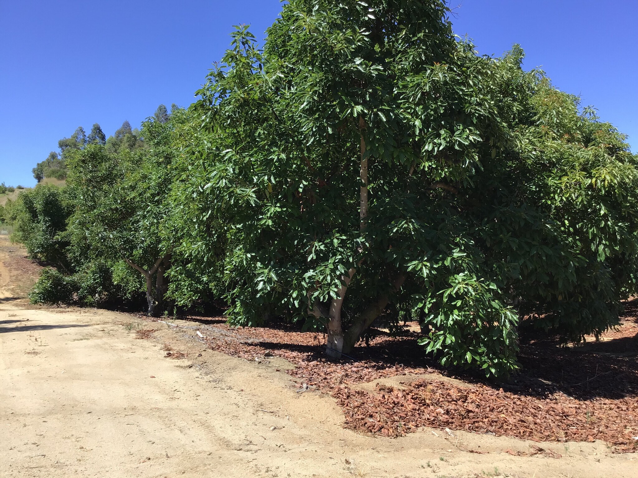 1 Monte Rancho Drive, Temecula, CA for sale Other- Image 1 of 17