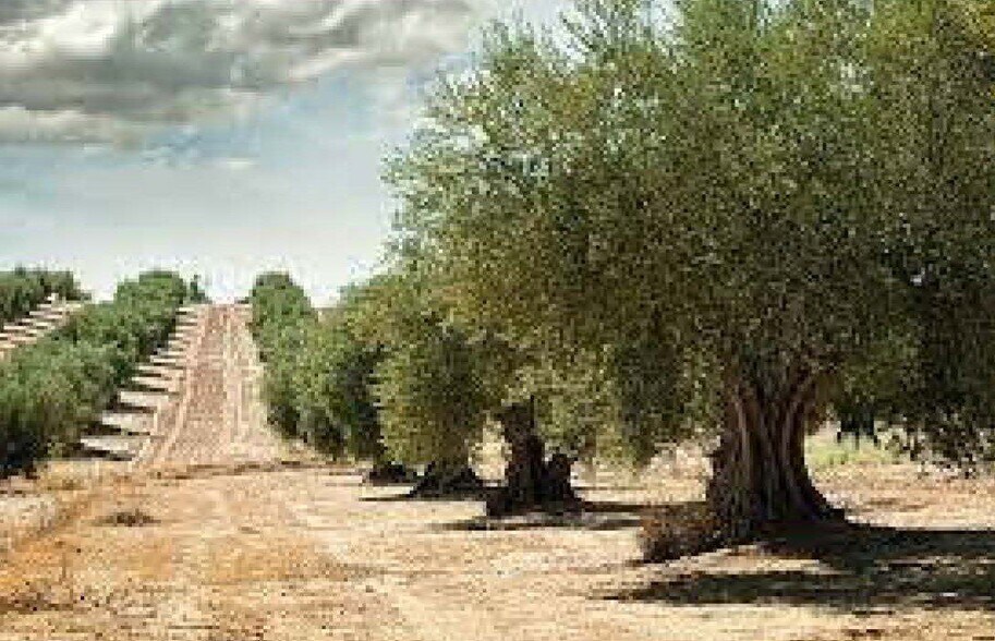 Land in Rossell for sale - Aerial - Image 1 of 1