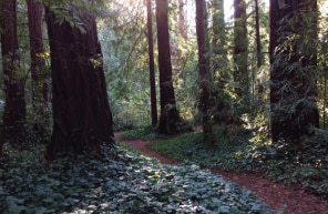 VALUABLE TIMBERLAND, La Honda, CA for sale - Building Photo - Image 2 of 6