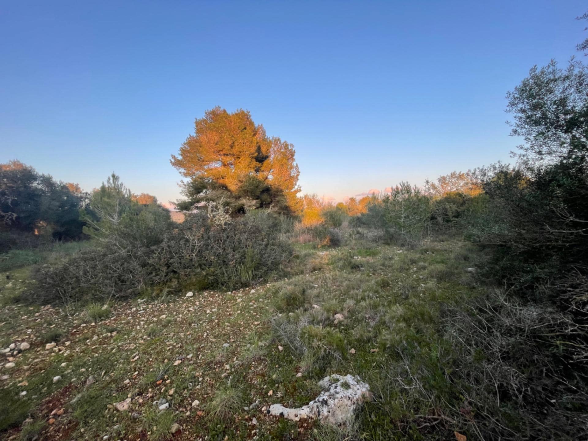 Land in Manacor for sale Aerial- Image 1 of 7