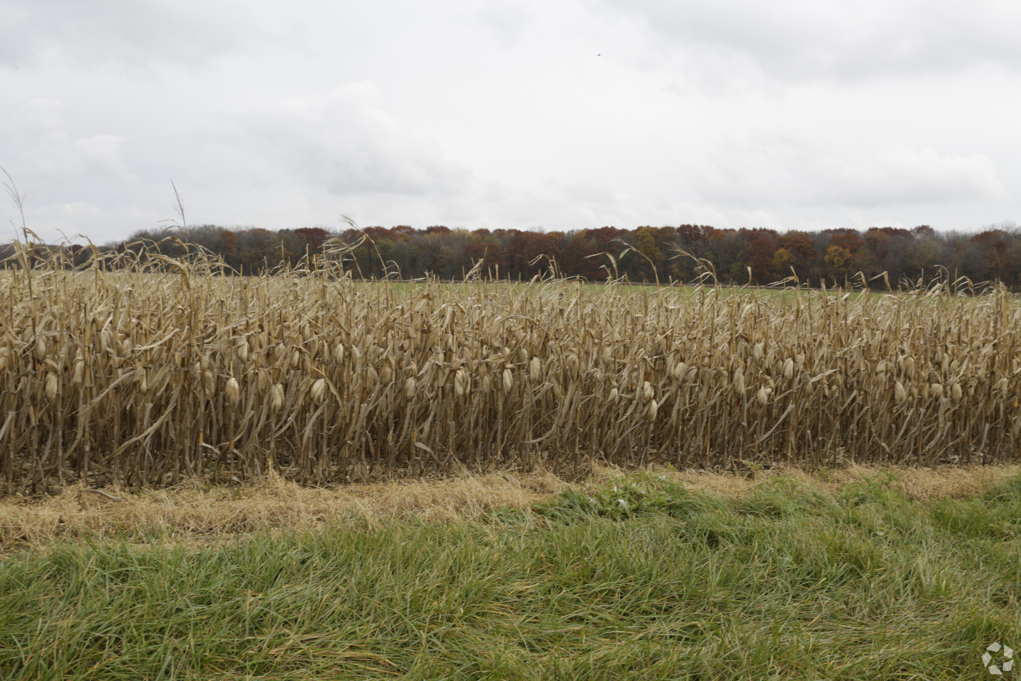 29002 S Cedar Rd, Manhattan, IL for sale Primary Photo- Image 1 of 1