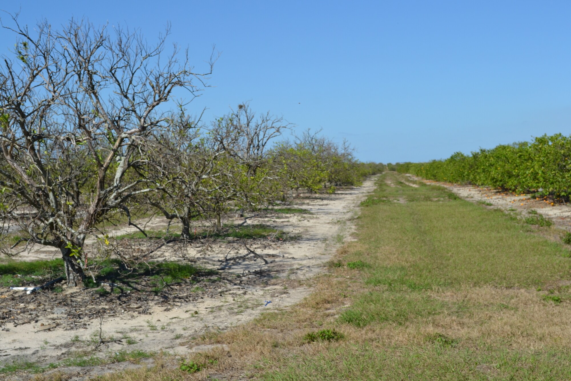 Albritton Road, Bartow, FL 33830 Sand Lake Grove