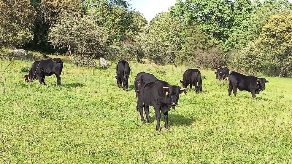 Land in Mombeltrán, Ávila for sale - Building Photo - Image 2 of 17