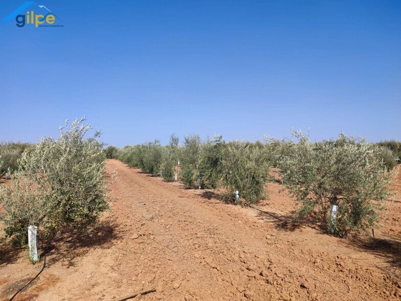 Land in Arahal for sale - Building Photo - Image 3 of 6