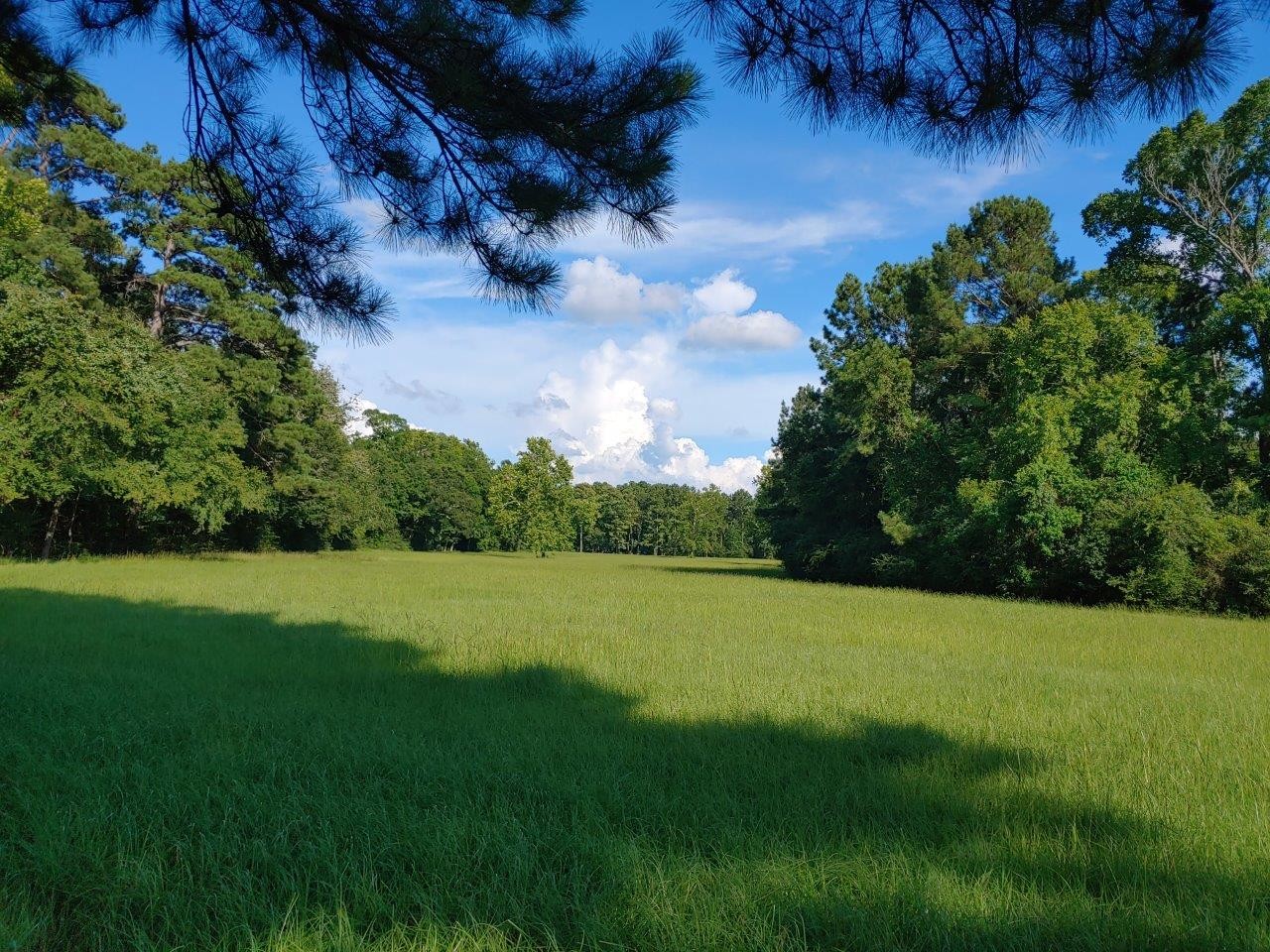 County Road 201, Plantersville, TX for sale Other- Image 1 of 1