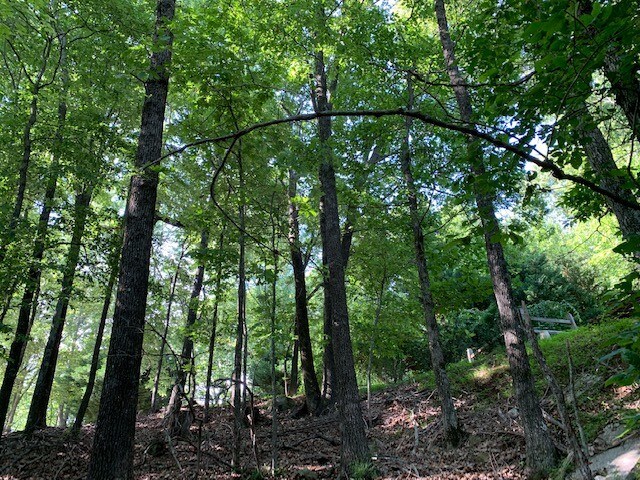 0 Walnut Rdg, Ellijay, GA for sale Primary Photo- Image 1 of 1