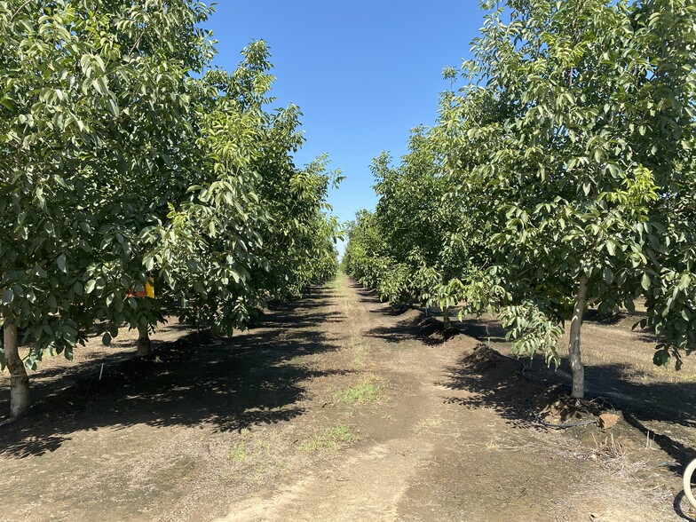 Road 180, Lindsay, CA for sale - Primary Photo - Image 1 of 30