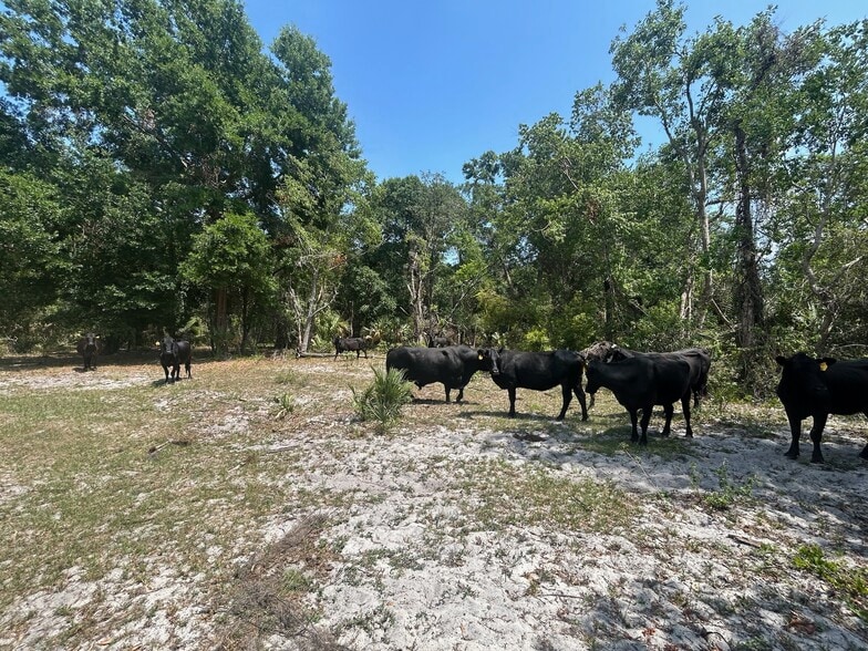 28301 Shirley Shores Road, Tavares, FL for sale - Building Photo - Image 2 of 7