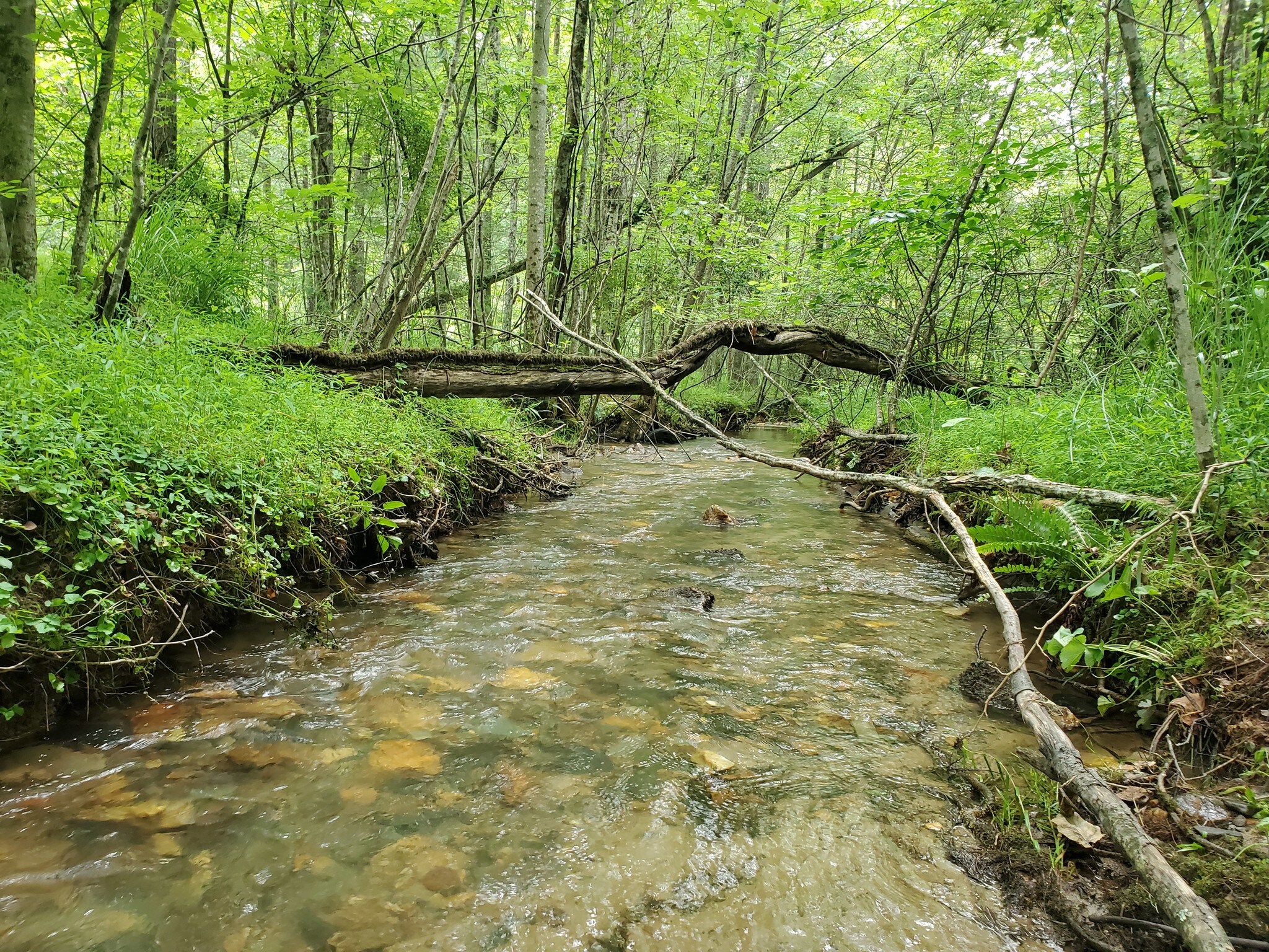 Sheets Gap Rd, Millers Creek, NC for sale Primary Photo- Image 1 of 1