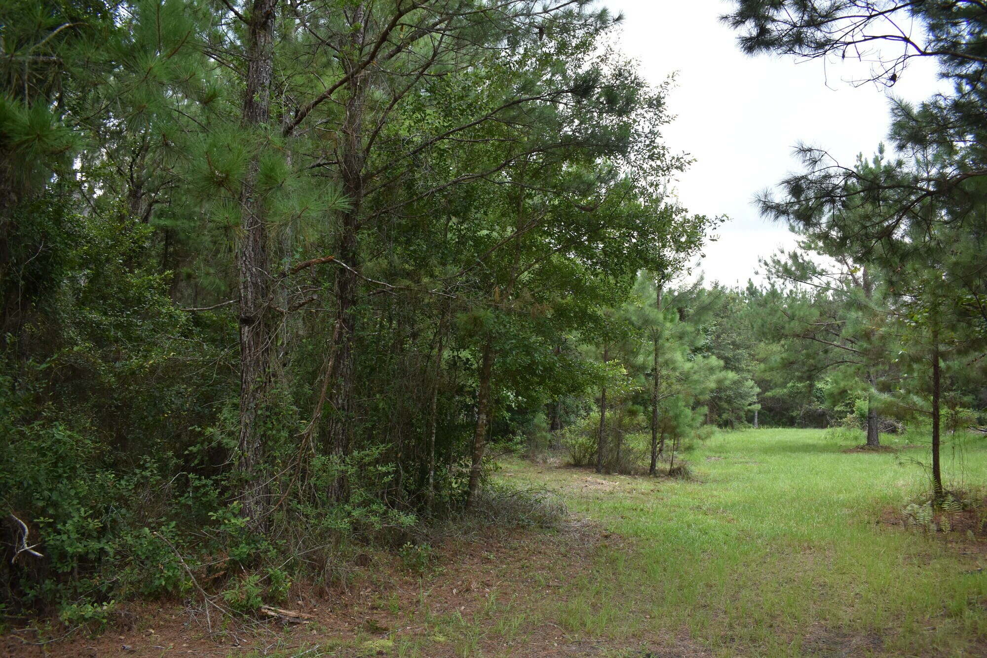 Northwest 221st Street Road, Micanopy, FL 32667 Land for Sale