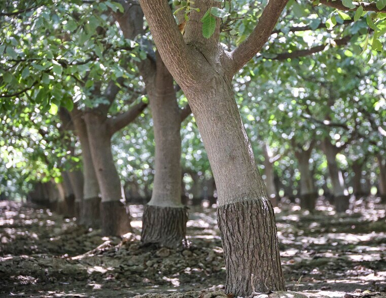 8651 Corona ave, Laton, CA for sale - Building Photo - Image 2 of 12