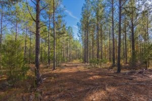 0 Perry Ln, Winnsboro, Sc 29180 - Land For Sale 