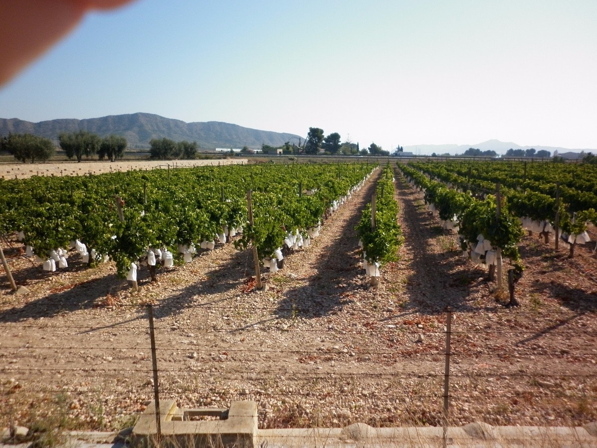 Land in Novelda for sale Building Photo- Image 1 of 11