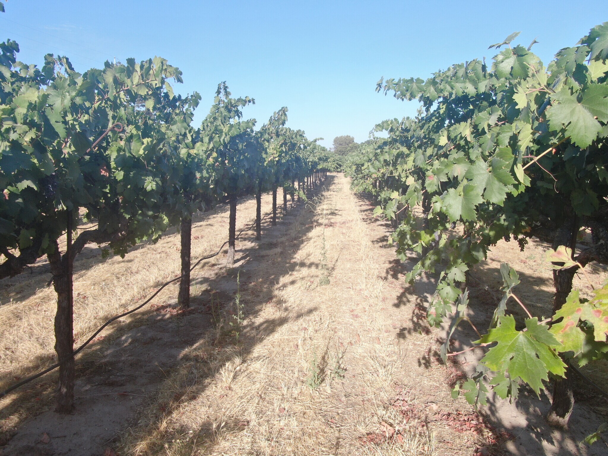 23371 N Davis Rd, Lodi, CA 95242 Land for Sale