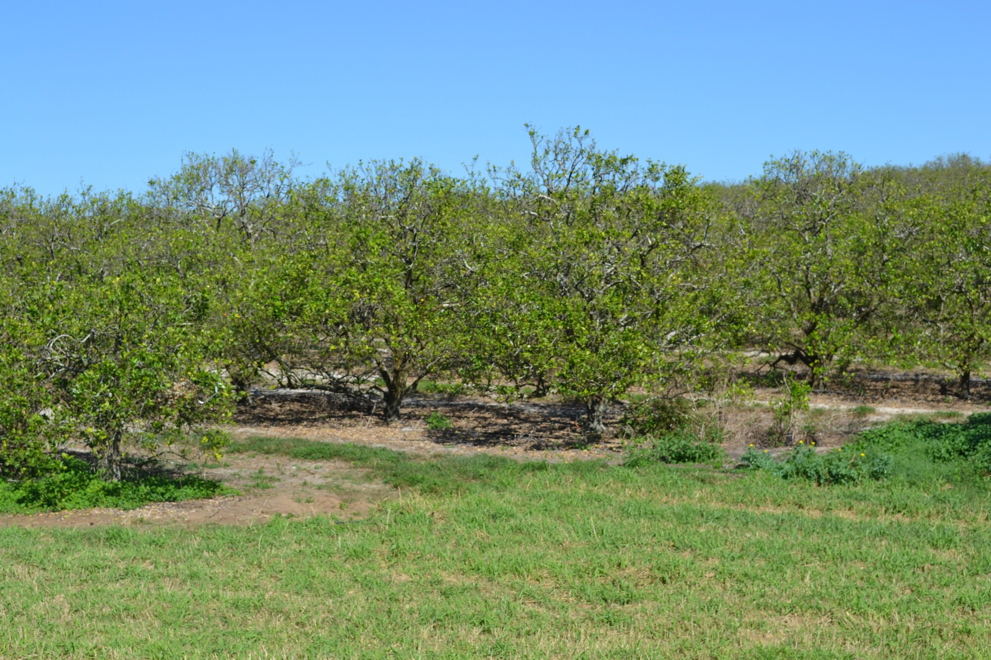 Albritton Road, Bartow, FL 33830 Sand Lake Grove