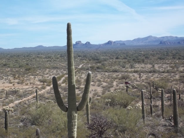 Cattle Tank Rd, Marana, AZ for sale Primary Photo- Image 1 of 1