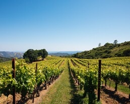 Imagery Winery - Vineyard