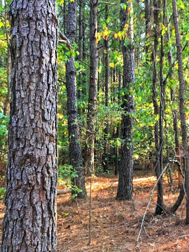 584 Smoak Rd, Griffin, GA for sale Other- Image 1 of 1