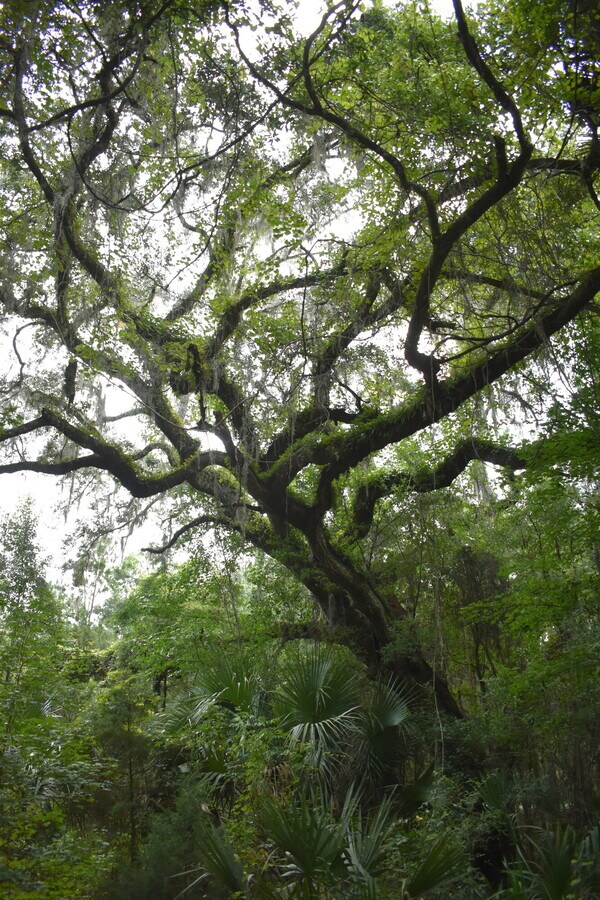 Northwest 221st Street Road, Micanopy, FL 32667 Land for Sale