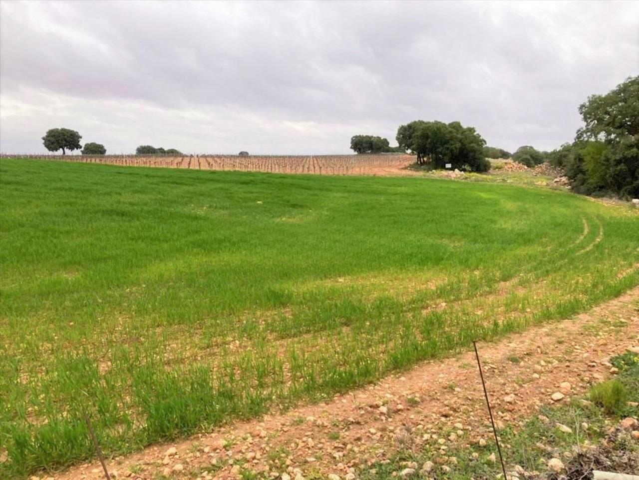 Land in Campo de Criptana for sale Building Photo- Image 1 of 23