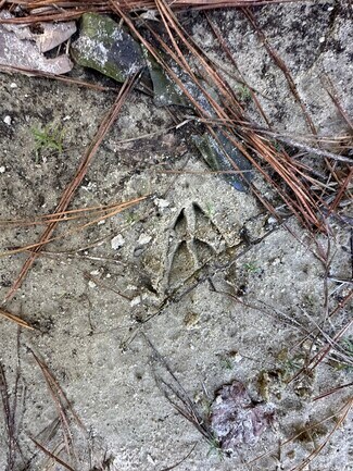 More details for TBD 191.95 AC US 90 hwy, Crestview, FL - Land for Sale