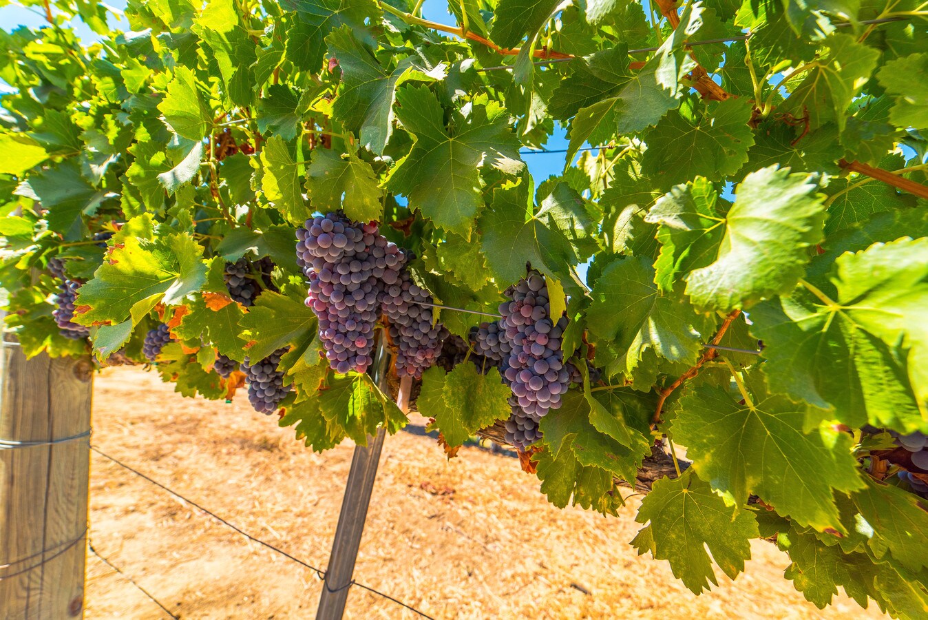 39788 Calle Contento, Temecula, CA 92591 | LoopNet