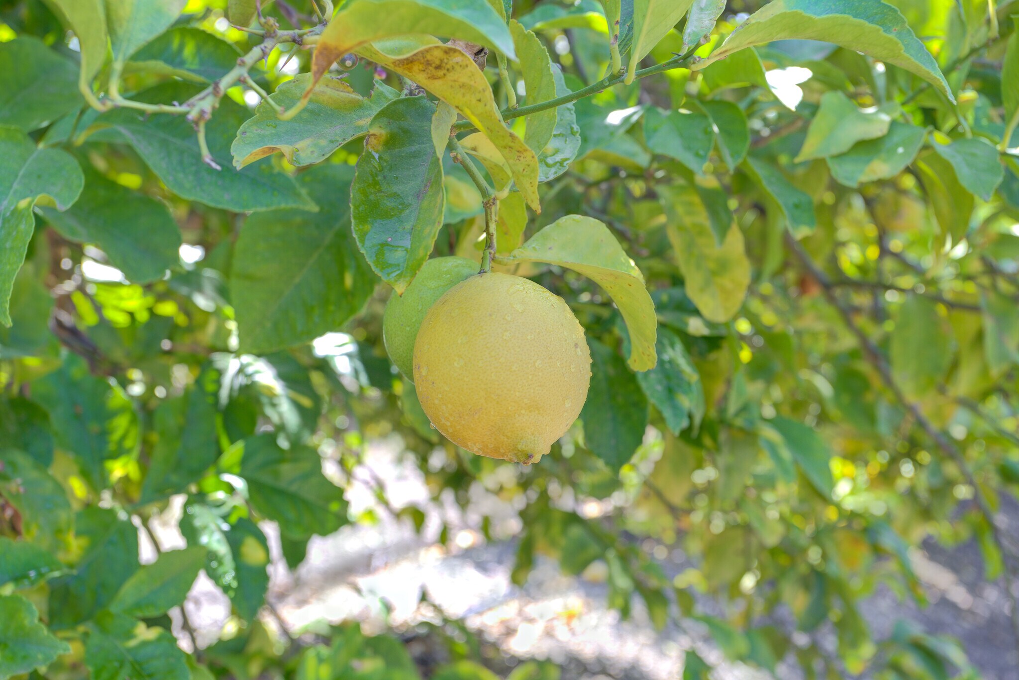 350 Sheehy Rd, Nipomo, CA 93444 118 Acres Lemons