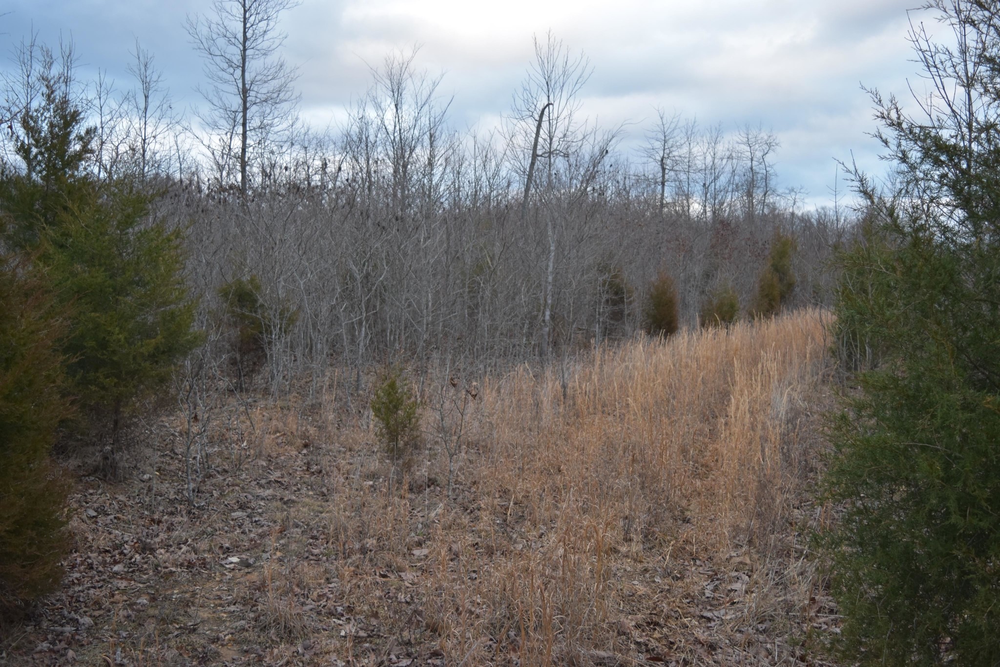 Boat Dock Rd, Dover, TN for sale Primary Photo- Image 1 of 2