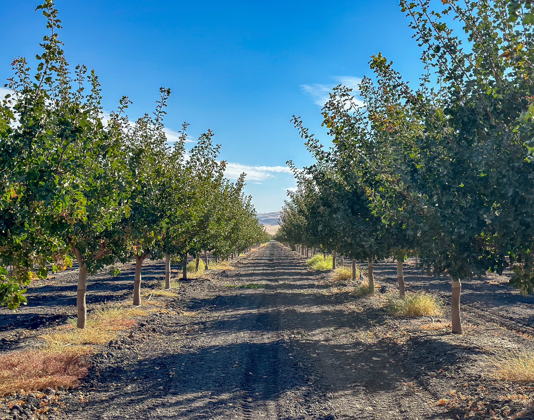 Buttonwillow Drive, Buttonwillow, CA for sale Primary Photo- Image 1 of 10