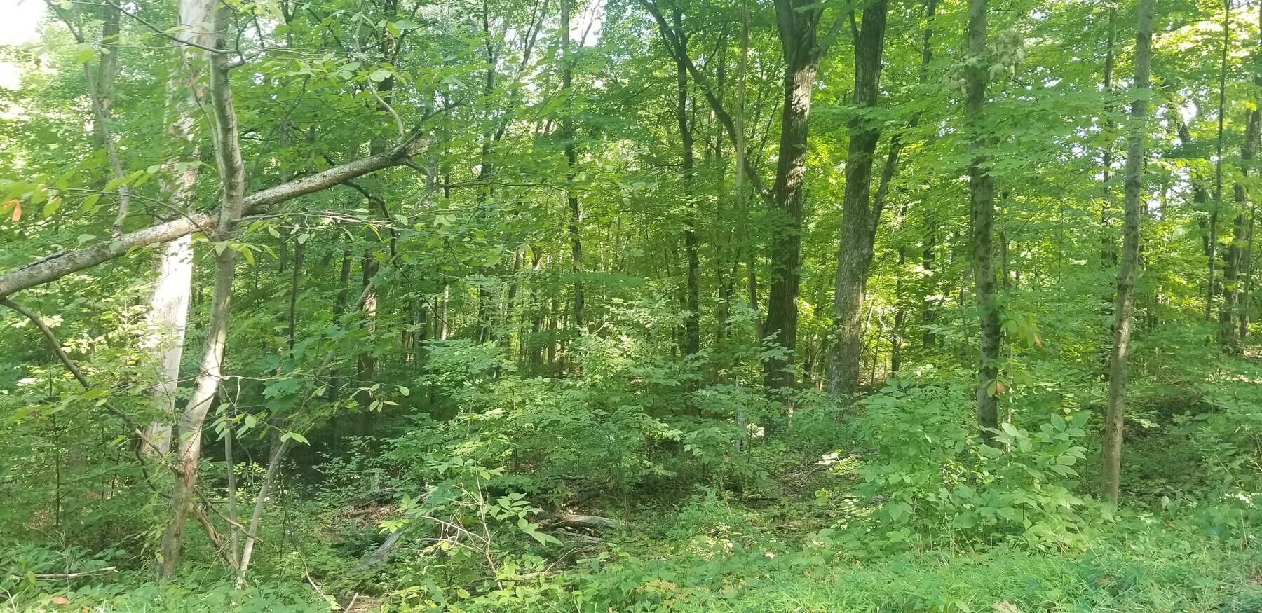 92 Hoskins Rd, Bloomfield, CT 06002