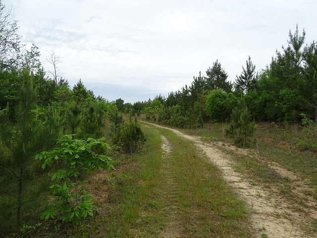 39 Acres In Covington County Ms, Sumrall, MS for sale - Building Photo - Image 2 of 8