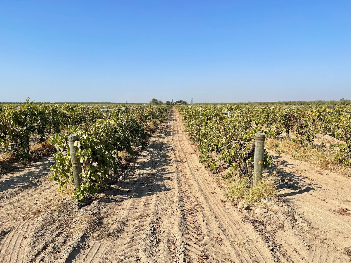 24706 Avenue 8, Madera, CA 93637 Avenue 8 Vineyard, Home & Shop