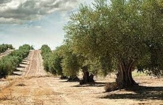 More details for Carrer del Mar, Rossell - Land for Sale