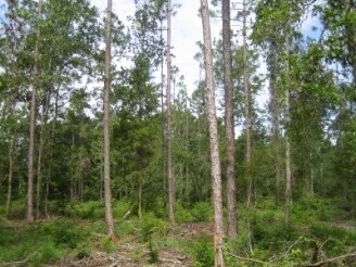 County Road 54, Loxley, AL for sale - Primary Photo - Image 1 of 1