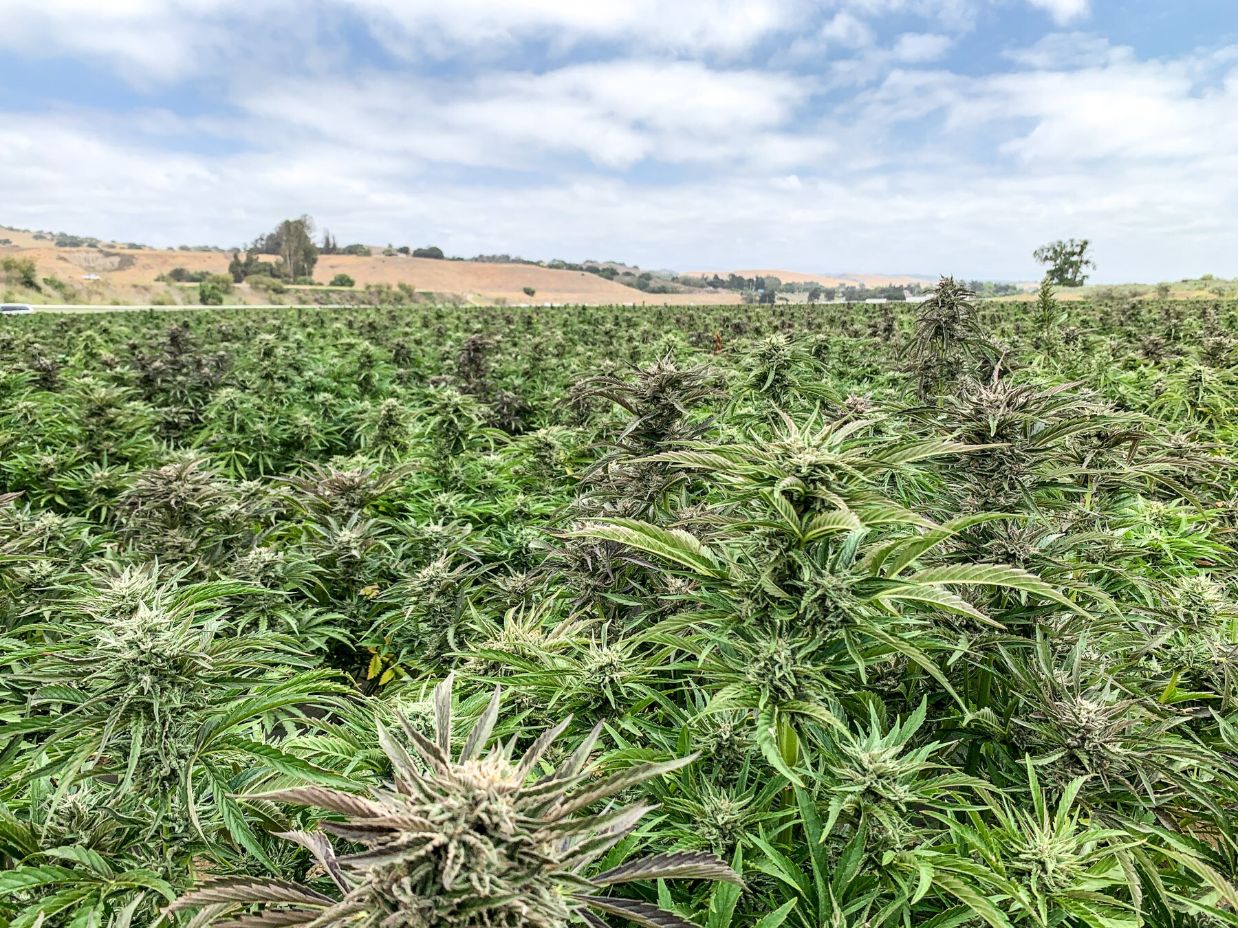 1800 W. Hwy 246, Buellton, CA 93427 West Coast Farms