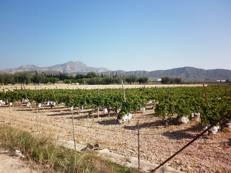 Land in Novelda for sale - Building Photo - Image 2 of 10