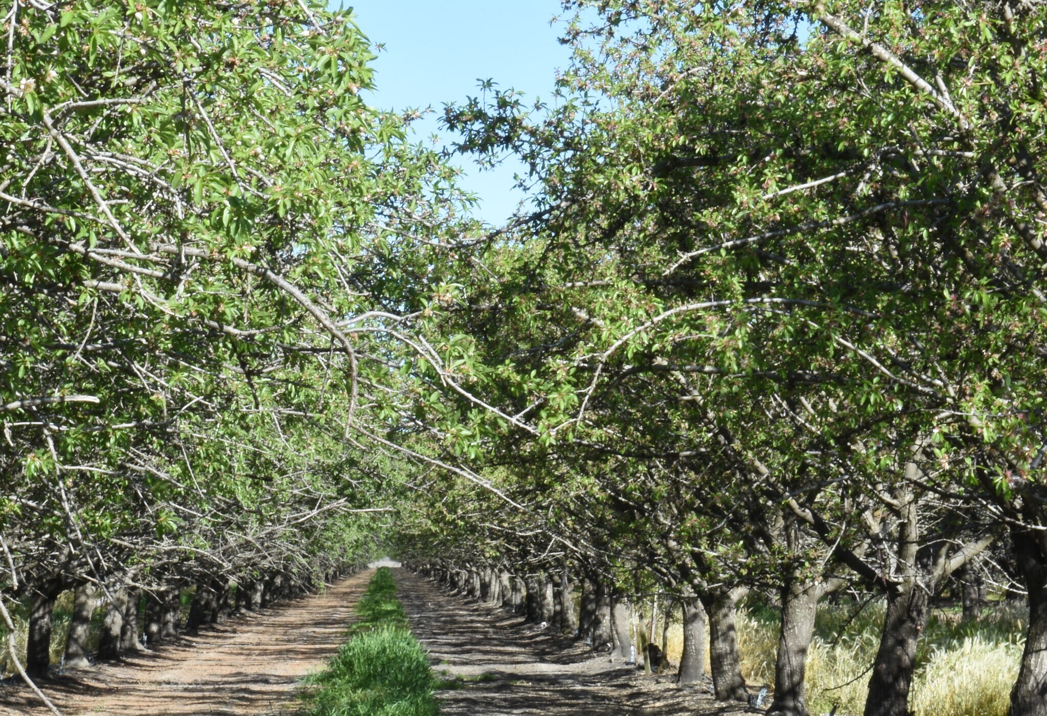 23820 W Adams Ave, San Joaquin, CA 93660 +/126.15 Ac. Almonds