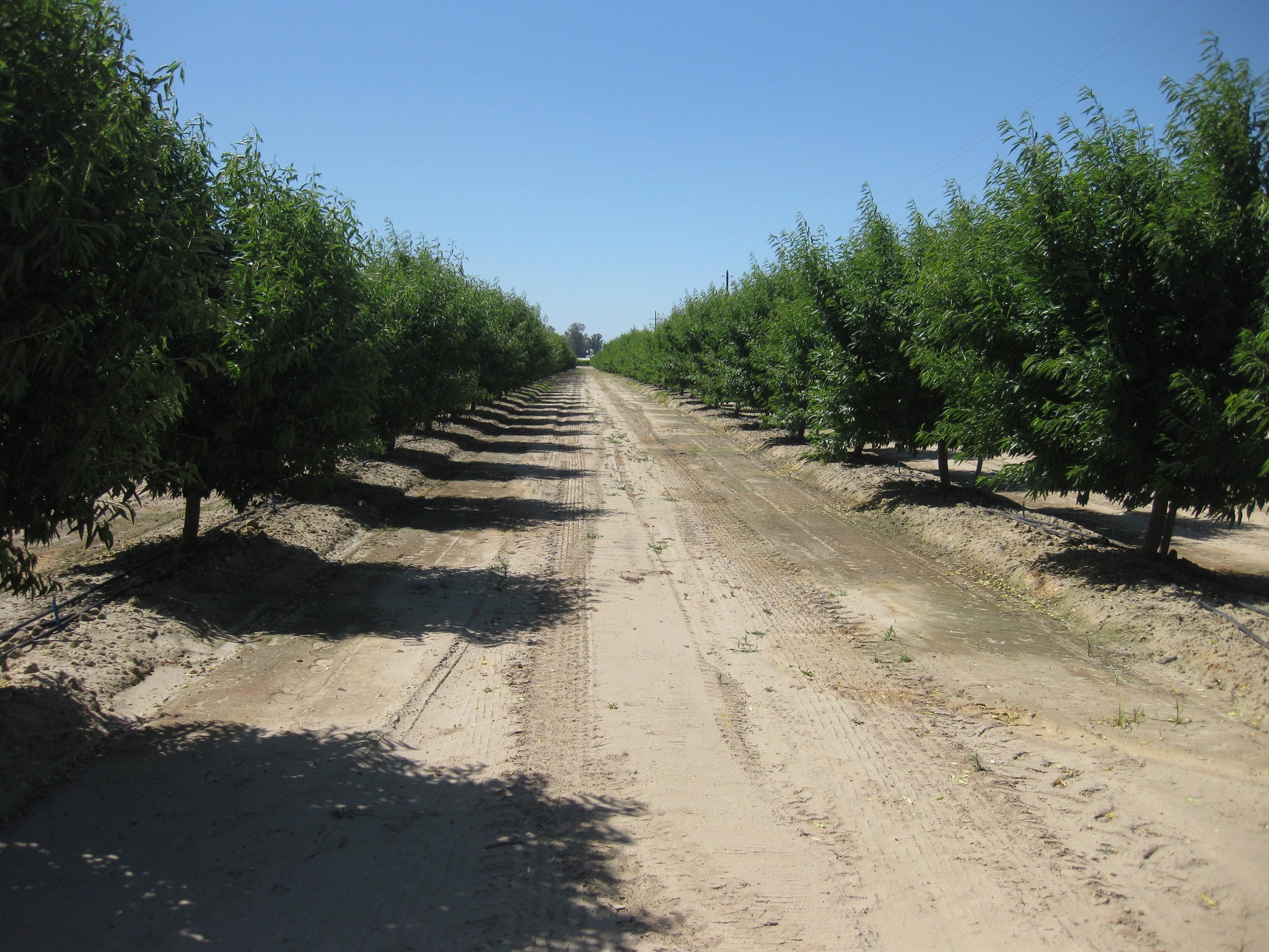 6421 E Huntsman Ave, Selma, CA for sale Other- Image 1 of 1