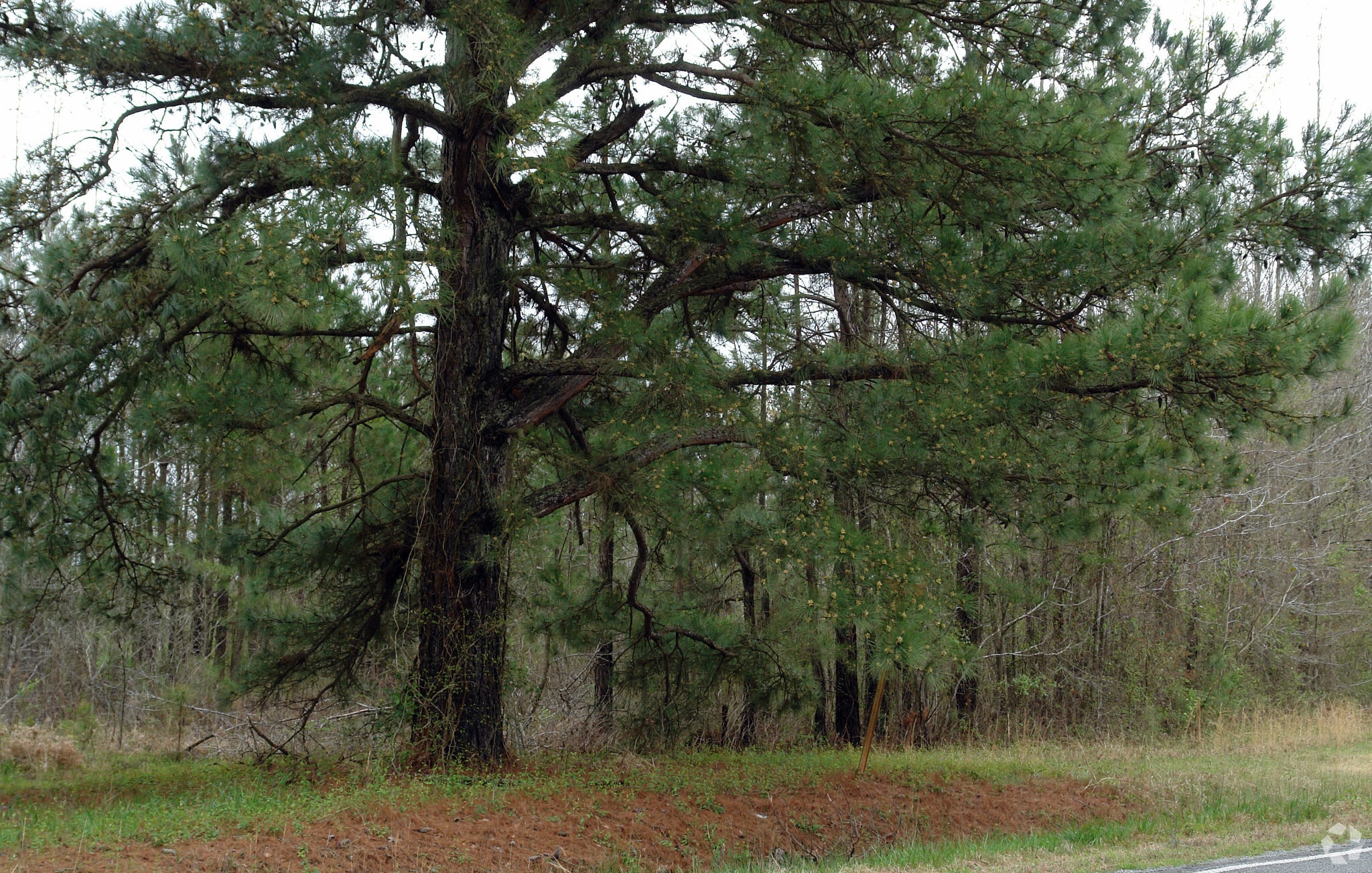 20400 Highway 365 S, Hensley, AR for sale Primary Photo- Image 1 of 3