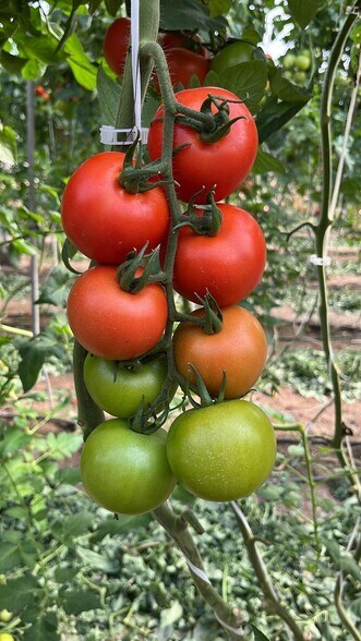 Land in Níjar, Almería for sale - Building Photo - Image 3 of 30