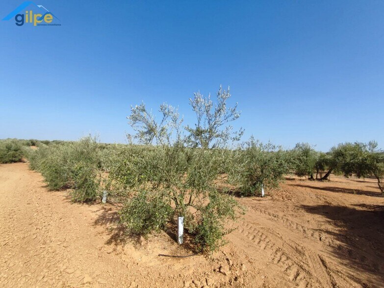 Land in Arahal for sale - Building Photo - Image 1 of 6