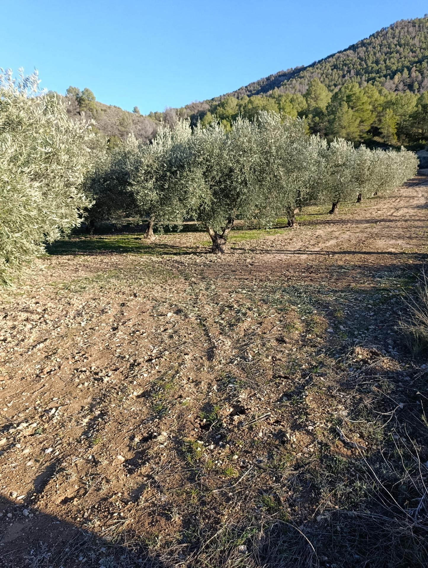 Land in Bullas for sale Building Photo- Image 1 of 9